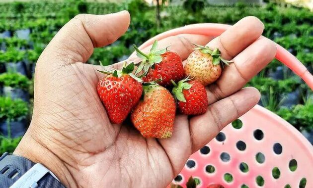 Kebun Stroberi Afdeling Jampit