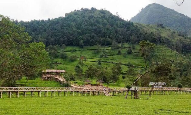 Wisata Kebun Teh Kertowono Gucialit