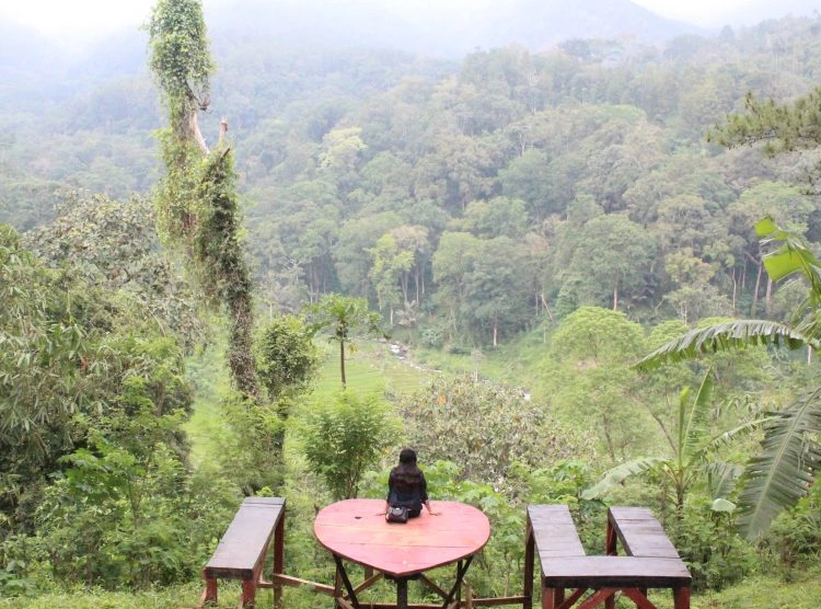 Inilah Alamat Wisata Pine Forest Nongko Ijo