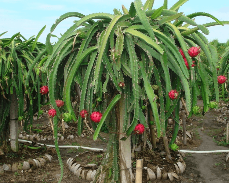 Kolam Buah Naga