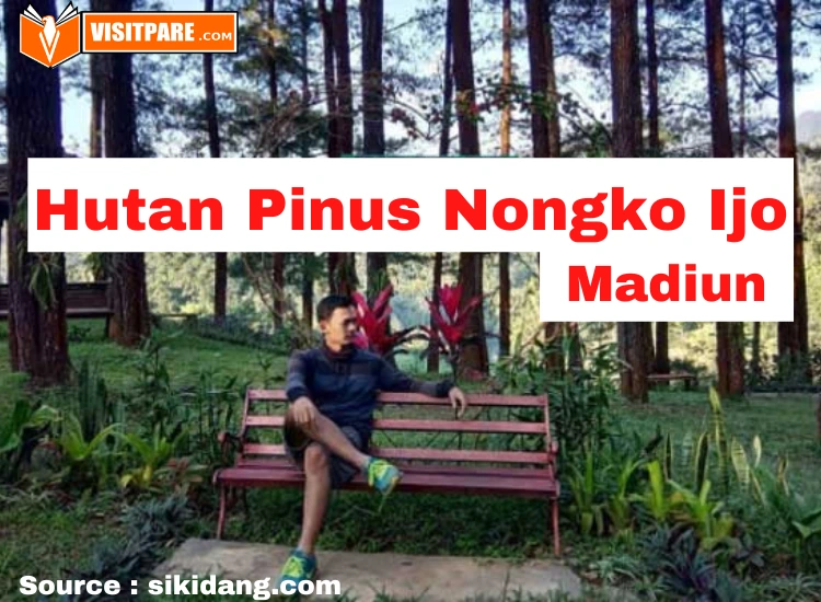 Hutan Pinus Nongko Ijo