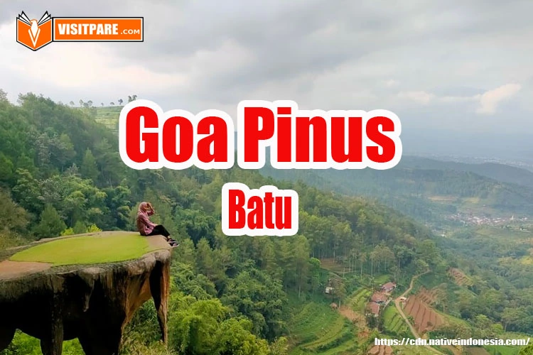 Goa Pinus