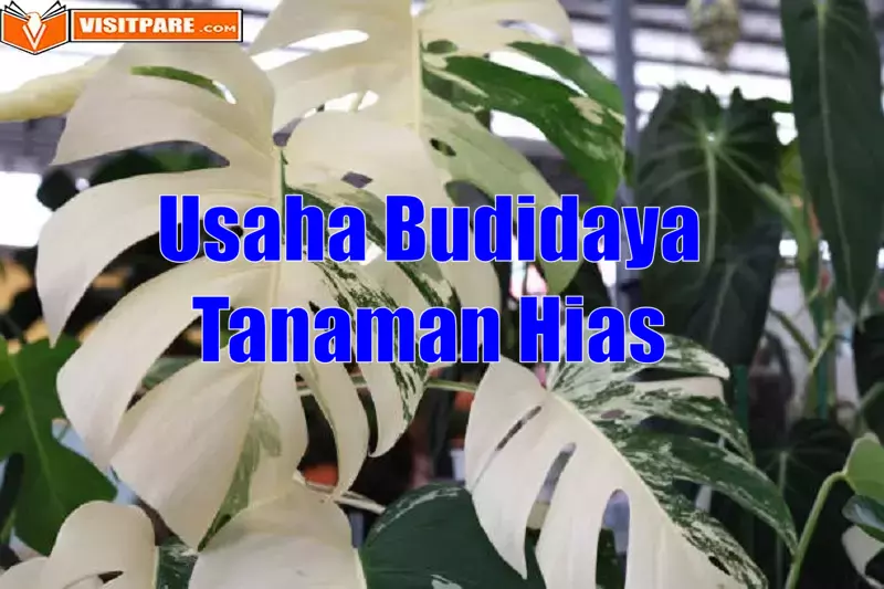 3 Usaha Budidaya Tanaman Hias, Bisnis Pemula Harus Tahu