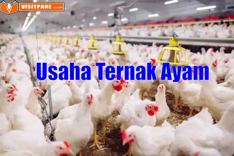 4 Cara Memulai Usaha Ternak Ayam yang Perlu Dipertimbangkan