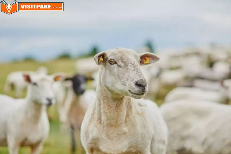 Usaha Ternak Kambing