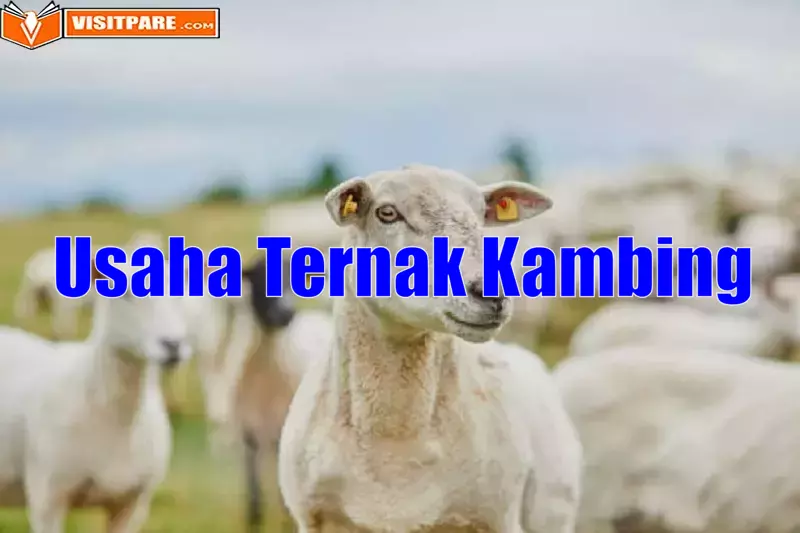 Usaha Ternak Kambing