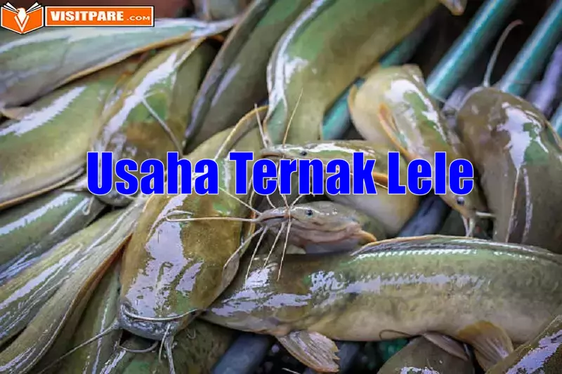 Usaha Ternak Lele