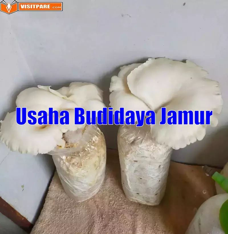 usaha budidaya jamur