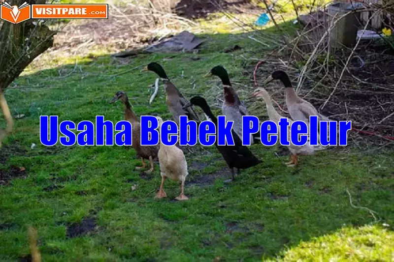 Peluang Usaha Bebek Petelur, Bisa Dapatkan Untung Besar