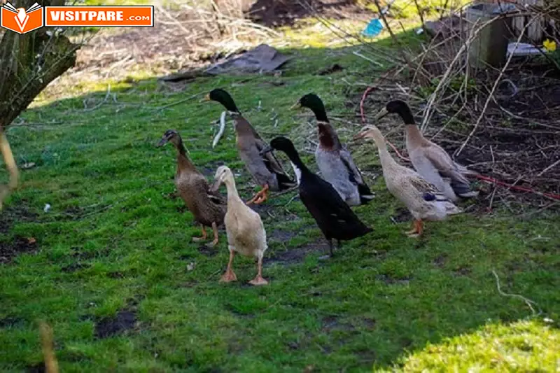 Peluang Usaha Bebek Petelur, Bisa Dapatkan Untung Besar