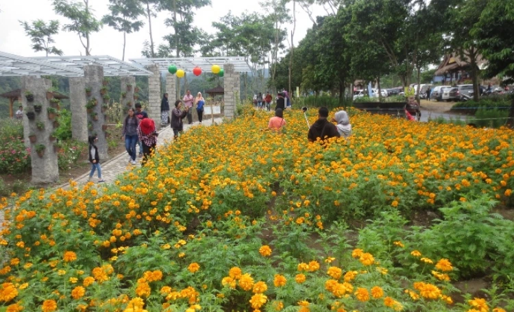 Taman Agro Margomulyo Pasca Erupsi Gunung Kelud