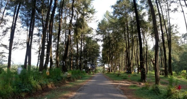 Rute Menuju ke Hutan Pinus yang Aman