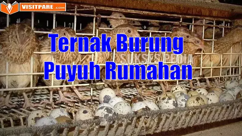 Ternak Burung Puyuh Rumahan, Mulai Cara Ternak Tidak Sulit