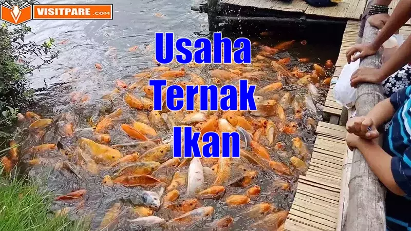 Usaha Ternak Ikan, Investasi Masa Depan yang Menjanjikan