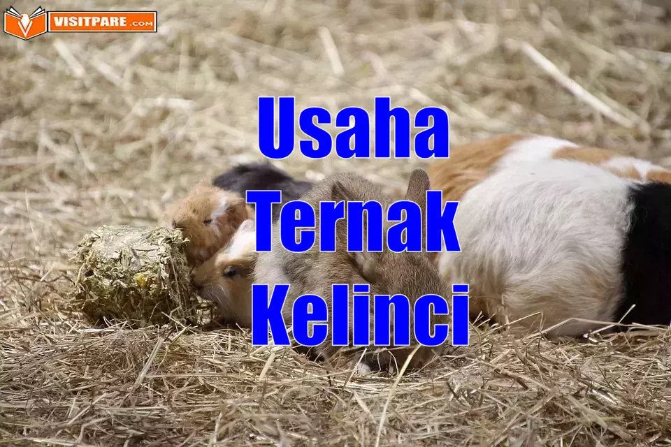 Usaha Ternak Kelinci