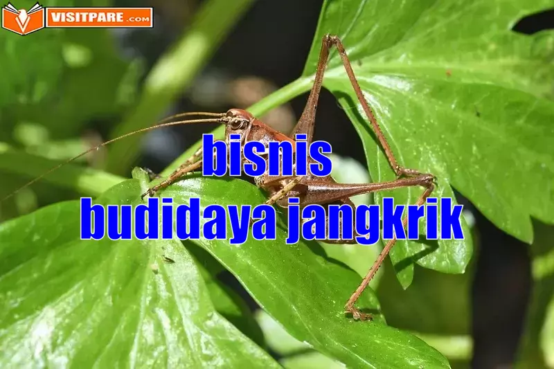 Bisnis Budidaya Jangkrik