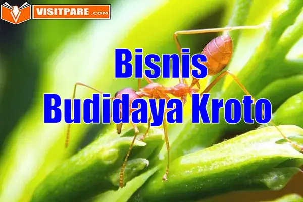 Bisnis Budidaya Kroto