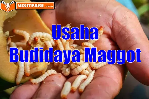 Usaha Budidaya Maggot Lengkap dengan Peluang Usahanya