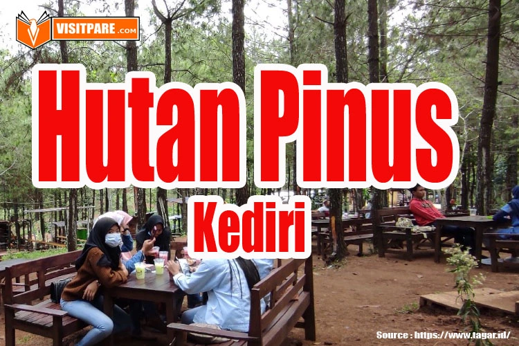 Hutan Pinus