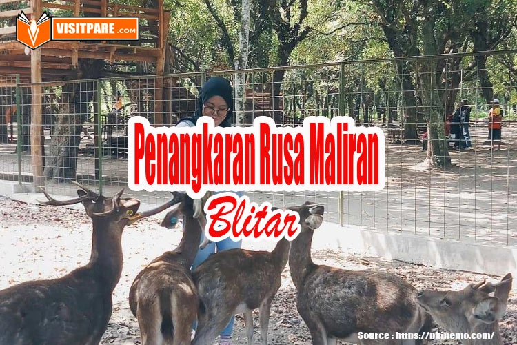 Penangkaran Rusa Maliran