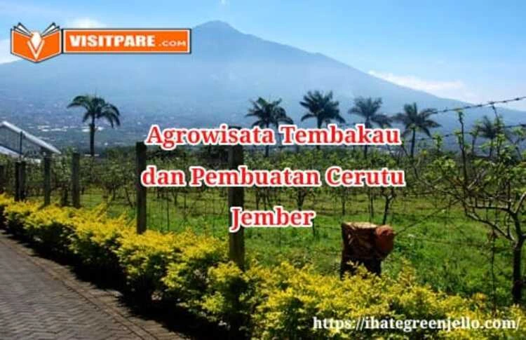 Agrowisata Tembakau dan Pembuatan Cerutu