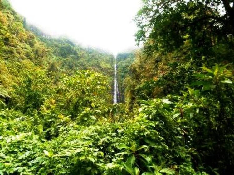 Menjelajahi Perkebunan