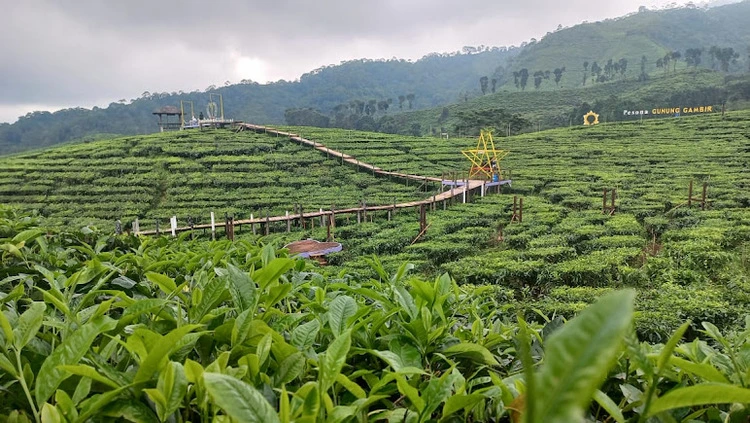 Menyusuri Perkebunan