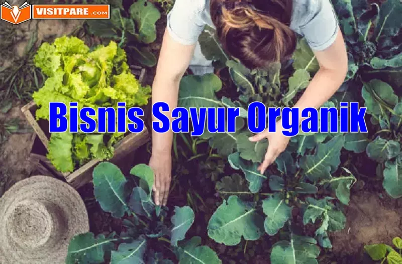 Bisnis Sayur Organik