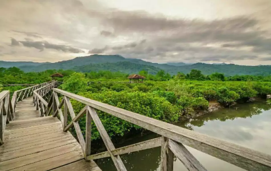 Hutan Mangrove Cengkrong Trenggalek