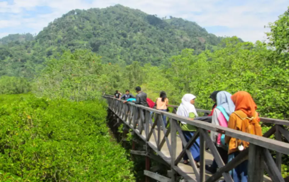 Hutan Mangrove Cengkrong Trenggalek