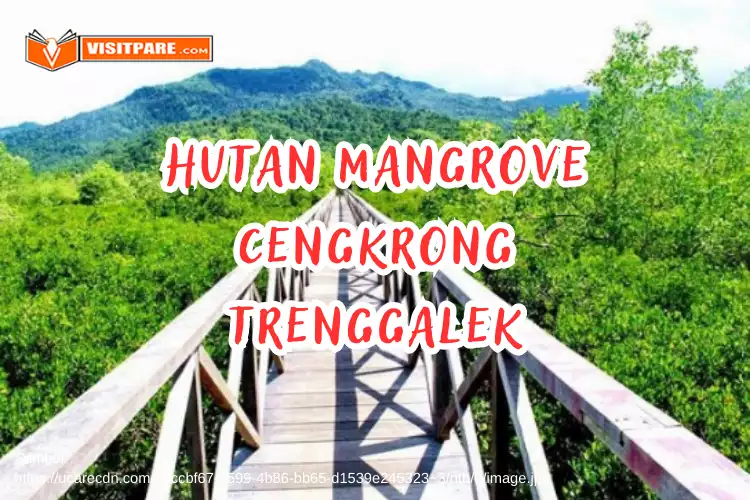 Hutan Mangrove Cengkrong Trenggalek