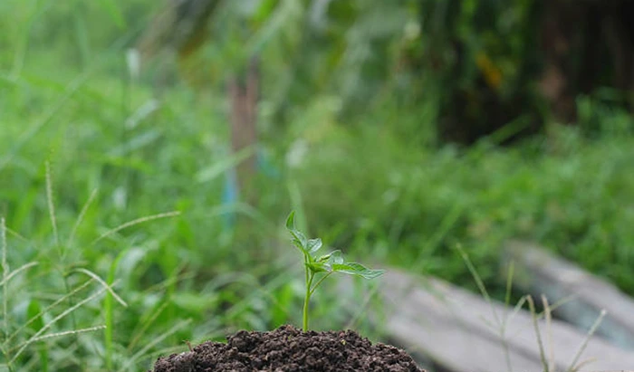 Prospek Karir Untuk Lulusan Agroteknologi