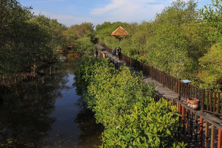 Daya Tarik Mangrove Tour Wonorejo