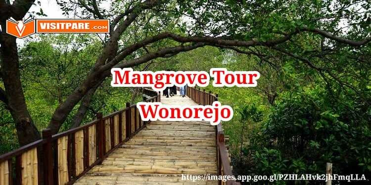 Mangrove Tour Wonorejo