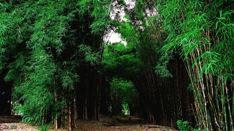 Harga Tiket Masuk Hutan Bambu