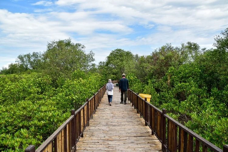 Harga Tiket Masuk Mangrove Gunung Anyar