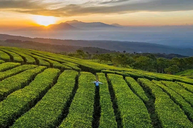 Informasi Umum Kebun Teh Kertowono Gucialit