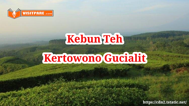 Kebun Teh Kertowono Gucialit