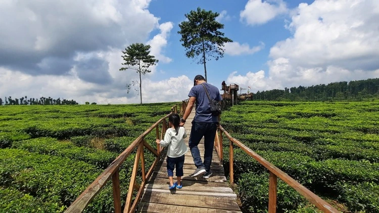 Fasilitas di Kebun Teh Kertowono Gucialit