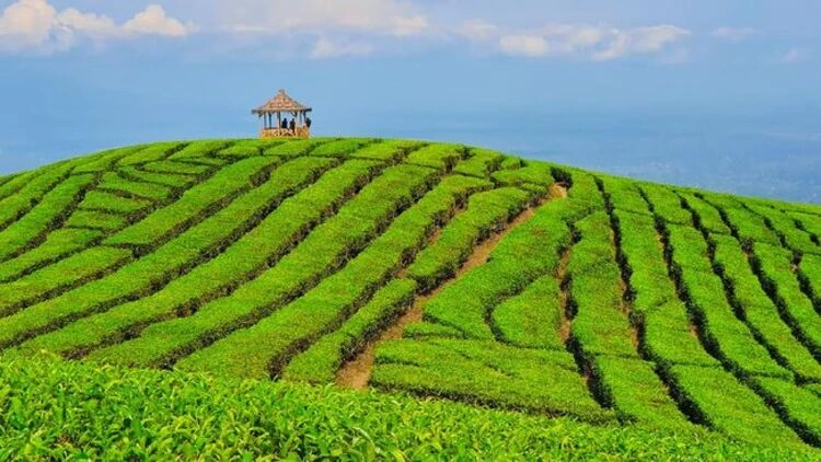 Kegiatan di Kebun Teh Kertowono Gucialit