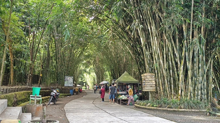 Jam Buka Wisata Hutan Bambu