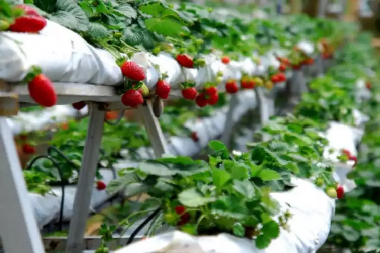 Kebun Strawberry Sarangan Magetan