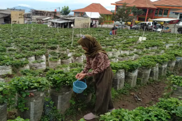 Kebun Strawberry Sarangan Magetan