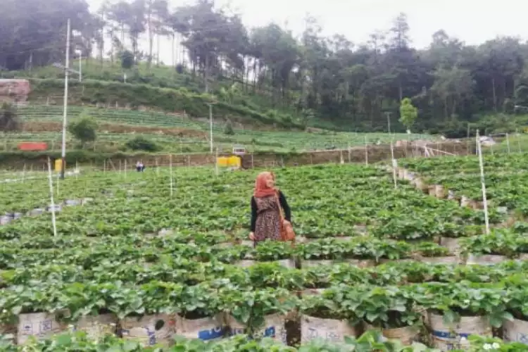 Kebun Strawberry Magetan