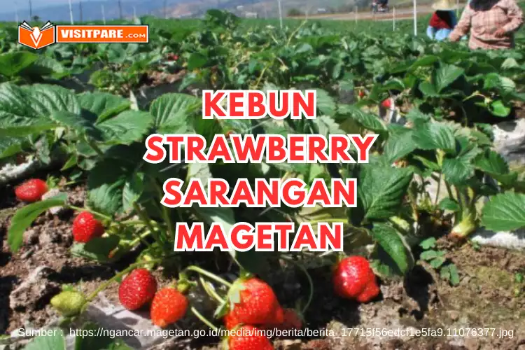 Kebun Strawberry Sarangan Magetan